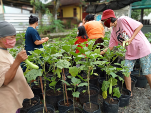 Gerakan Hijau Muhammadiyah Patangpuluhan: Aksi Nyata Menyelamatkan Bumi